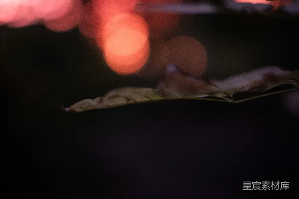 高清摄影 夜色中的光斑与叶影