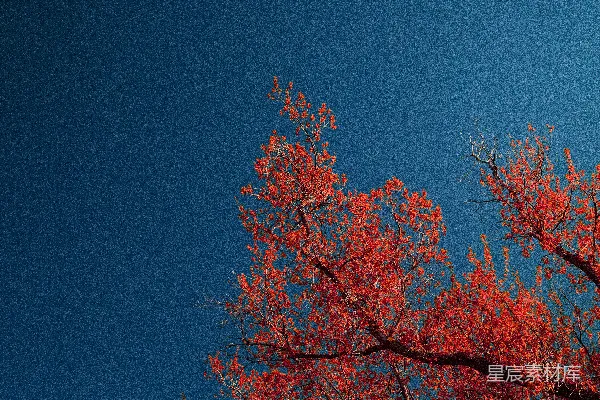 高清摄影 秋日红叶与深蓝夜空