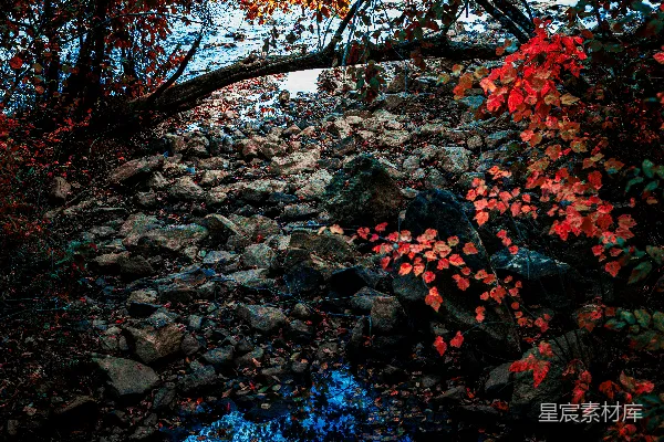 高清摄影 秋日岩石与红叶的静谧景色
