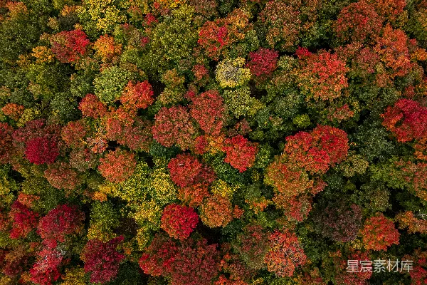 高清摄影 秋日森林的色彩盛宴