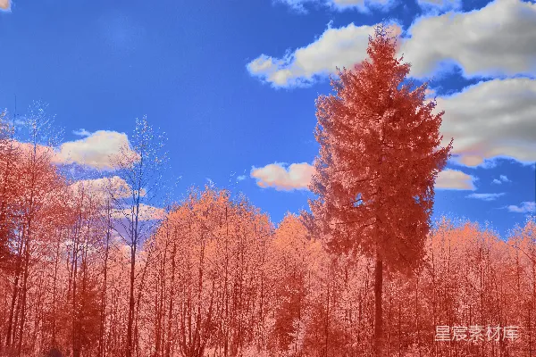 高清摄影 梦幻般的秋日森林