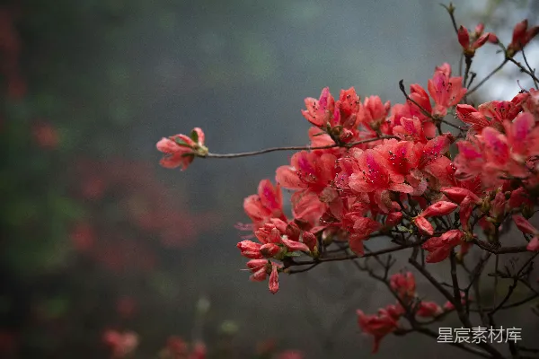 高清摄影 盛开的杜鹃花