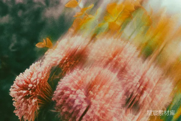 高清摄影 模糊的花丛