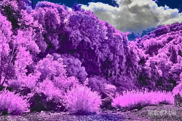 高清摄影 梦幻紫色森林