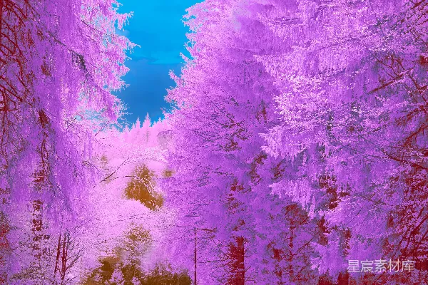 高清摄影 梦幻紫罗兰森林