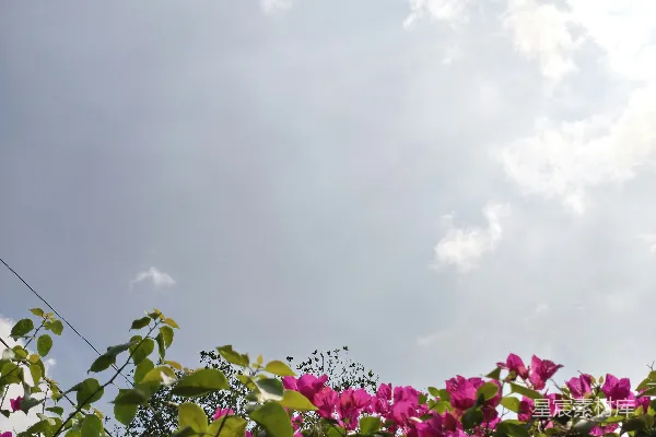 高清摄影 花开蓝天下的宁静