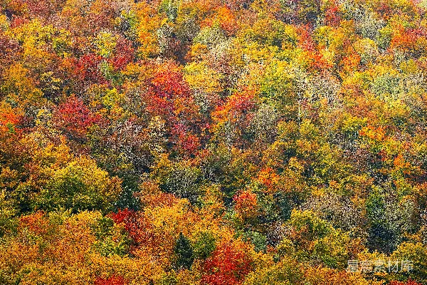 高清摄影 秋日山林的色彩盛宴