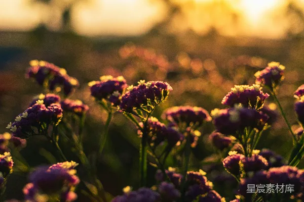 高清摄影 夕阳下的紫色花海