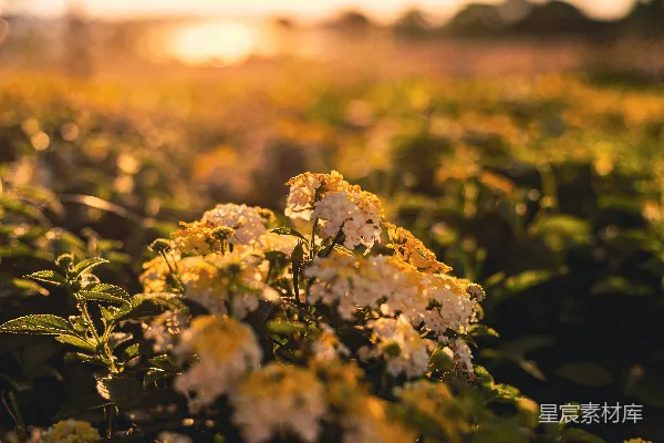 高清摄影 夕阳下的花朵