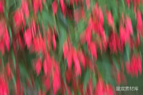 高清摄影 模糊的红色与绿色背景