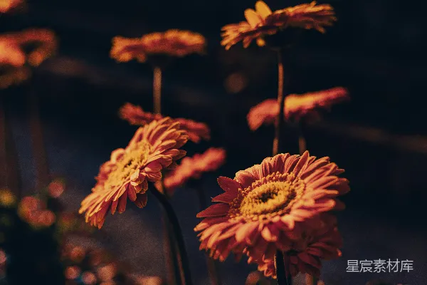 高清摄影 黄昏下的雏菊