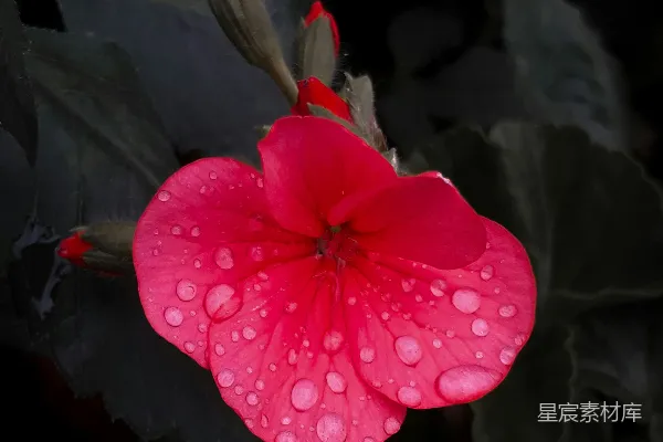 高清摄影 雨后红花