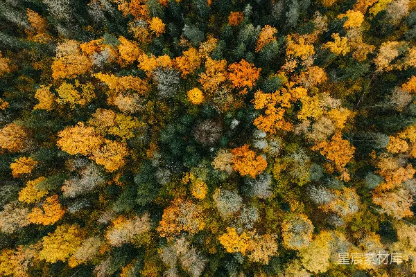 高清摄影 秋日森林俯瞰图