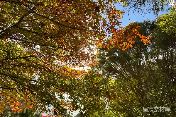 高清摄影 秋日阳光透过树叶