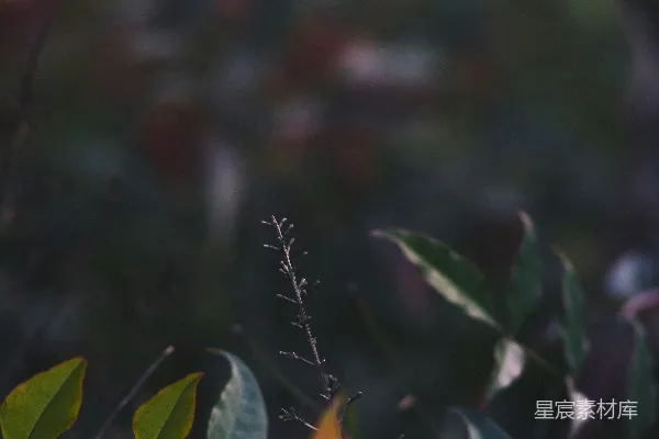 高清摄影 秋日的叶子