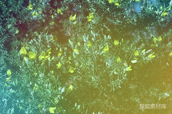 高清摄影 春日绿意盎然的树景