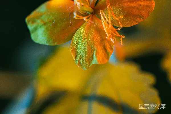 高清摄影 金秋花影：橙色花朵的光影之美