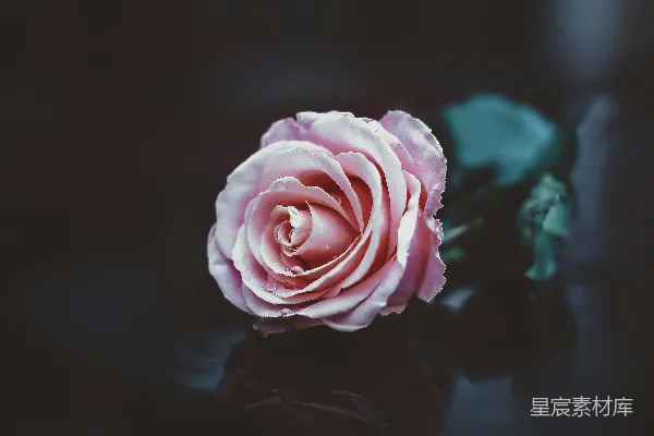 高清摄影 晨露中的粉玫瑰