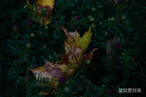 高清摄影 秋日落叶与紫色花朵