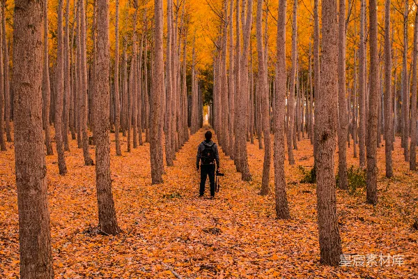 高清摄影 秋日森林里的孤独旅者