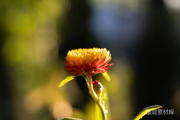 高清摄影 光影中的菊花