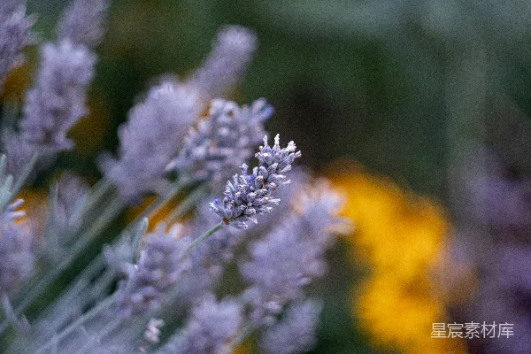 高清摄影 薰衣草的静谧时光