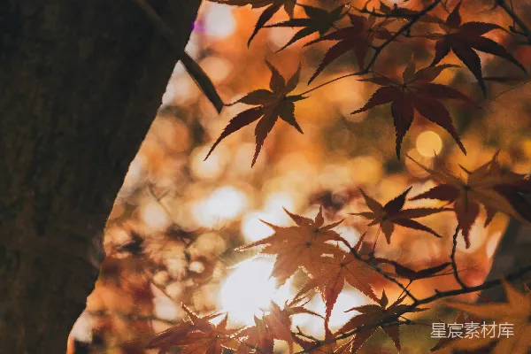 高清摄影 秋日暖阳透过枫叶