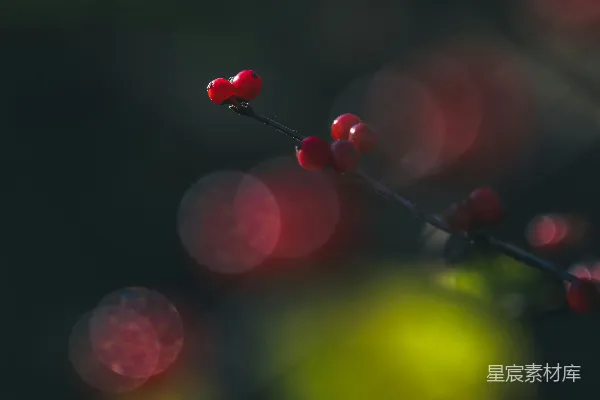 高清摄影 冬日里的红果子