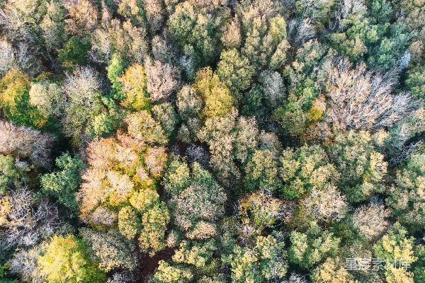 高清摄影 俯瞰森林的秋日美景