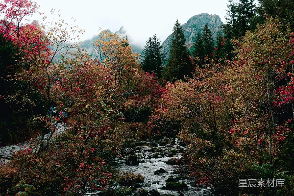 高清摄影 秋日山谷中的溪流