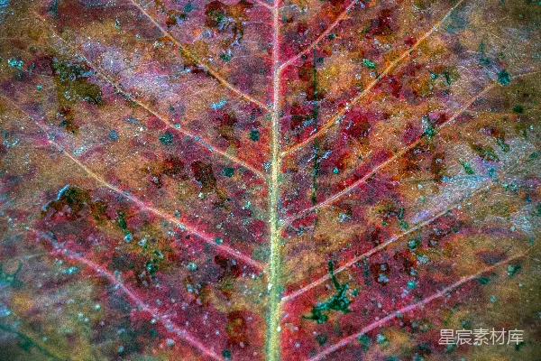 高清摄影 秋叶的纹理与色彩