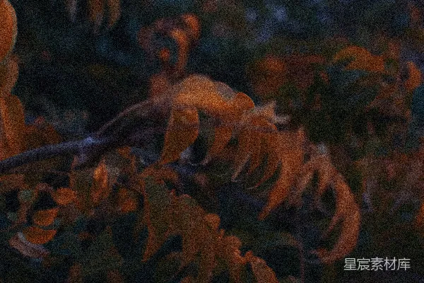 高清摄影 夕阳下的树叶