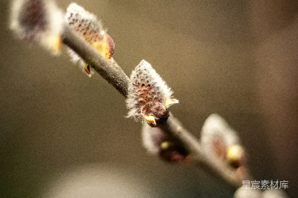 高清摄影 初春的柳芽