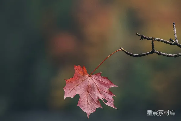 高清摄影 孤叶秋景