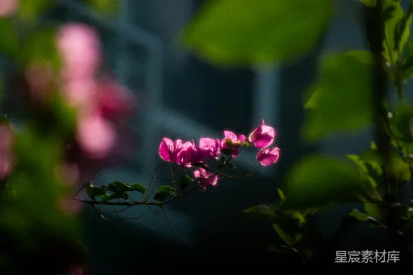 高清摄影 阳光下的粉红花