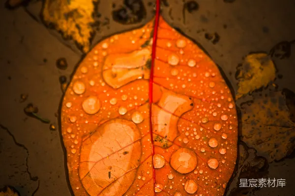 高清摄影 雨后红叶的光影与露珠