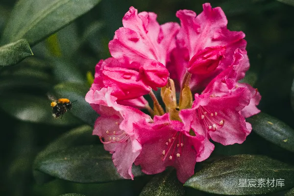 高清摄影 粉红杜鹃花与勤劳的蜜蜂