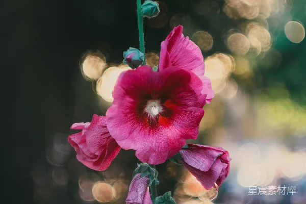 高清摄影 花丛中的美丽