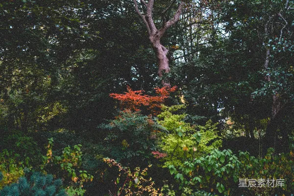 高清摄影 秋日森林