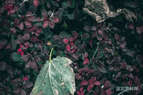高清摄影 枯叶与红叶的对比