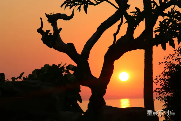 高清摄影 夕阳树影