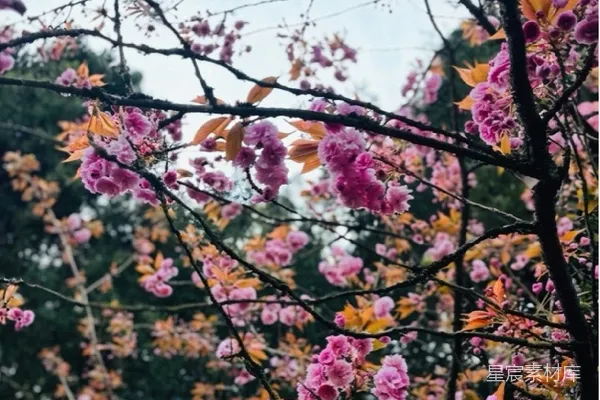 高清摄影 粉红樱花盛开的春天