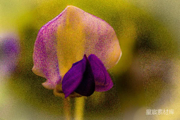 高清摄影 紫色花朵与黄色花瓣的和谐之美