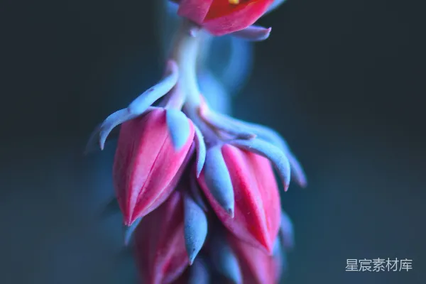 高清摄影 静谧中的色彩之舞
