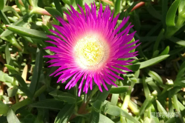 高清摄影 粉紫色的花朵在阳光下绽放