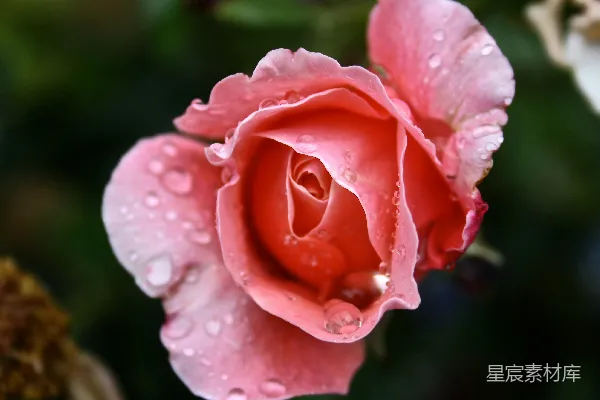高清摄影 雨后绽放的粉红色玫瑰
