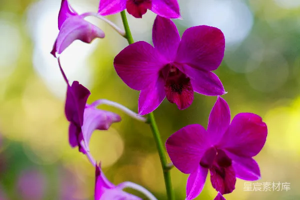 高清摄影 粉紫色兰花的静谧之美