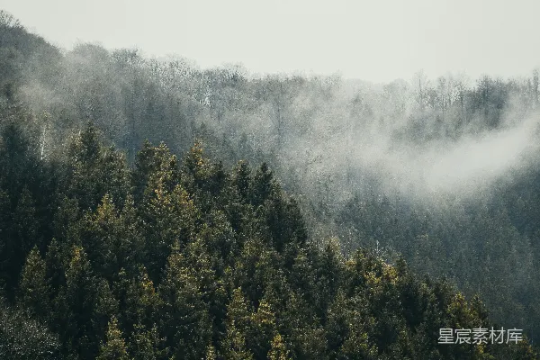 高清摄影 雾中的松林