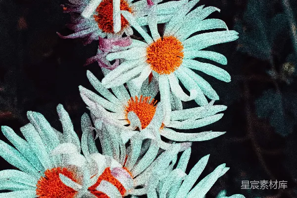 高清摄影 淡雅花海：蓝绿色调的雏菊