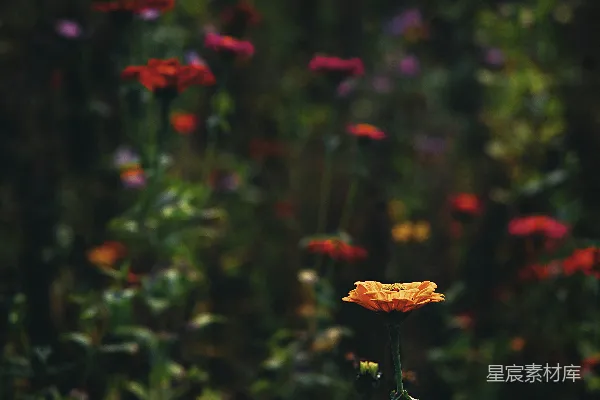 高清摄影 夕阳下的金黄花朵